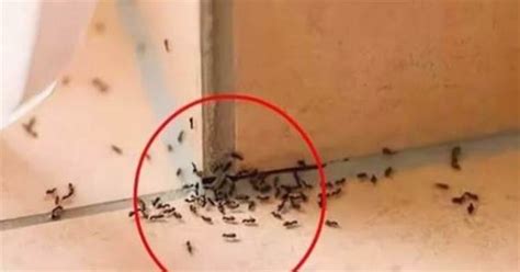 命卦查詢 家裡突然出現大量螞蟻